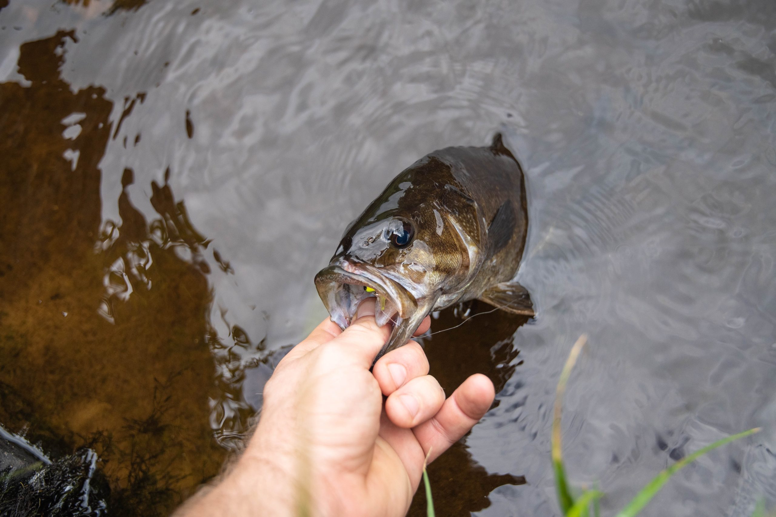 High levels of ‘forever chemicals’ found in US freshwater fish