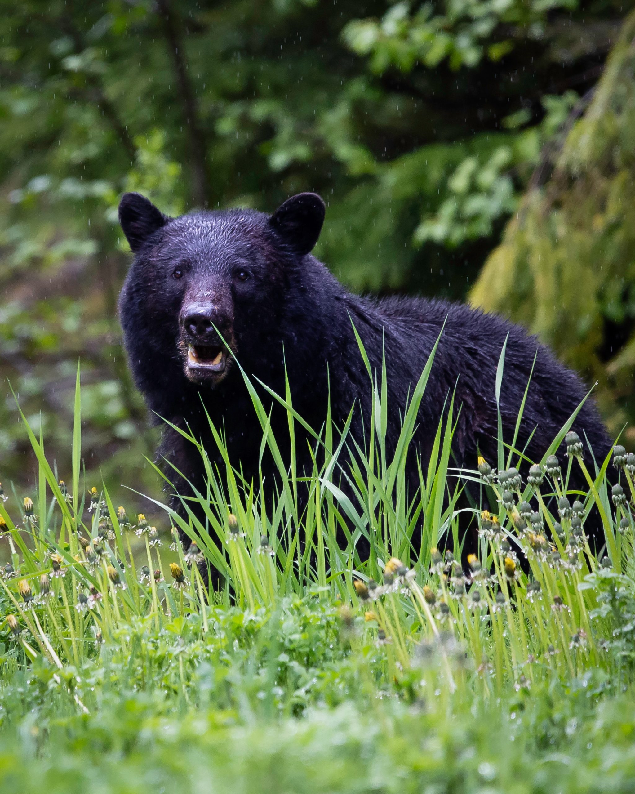 Cupcake-eating bear breaks into Connecticut bakery