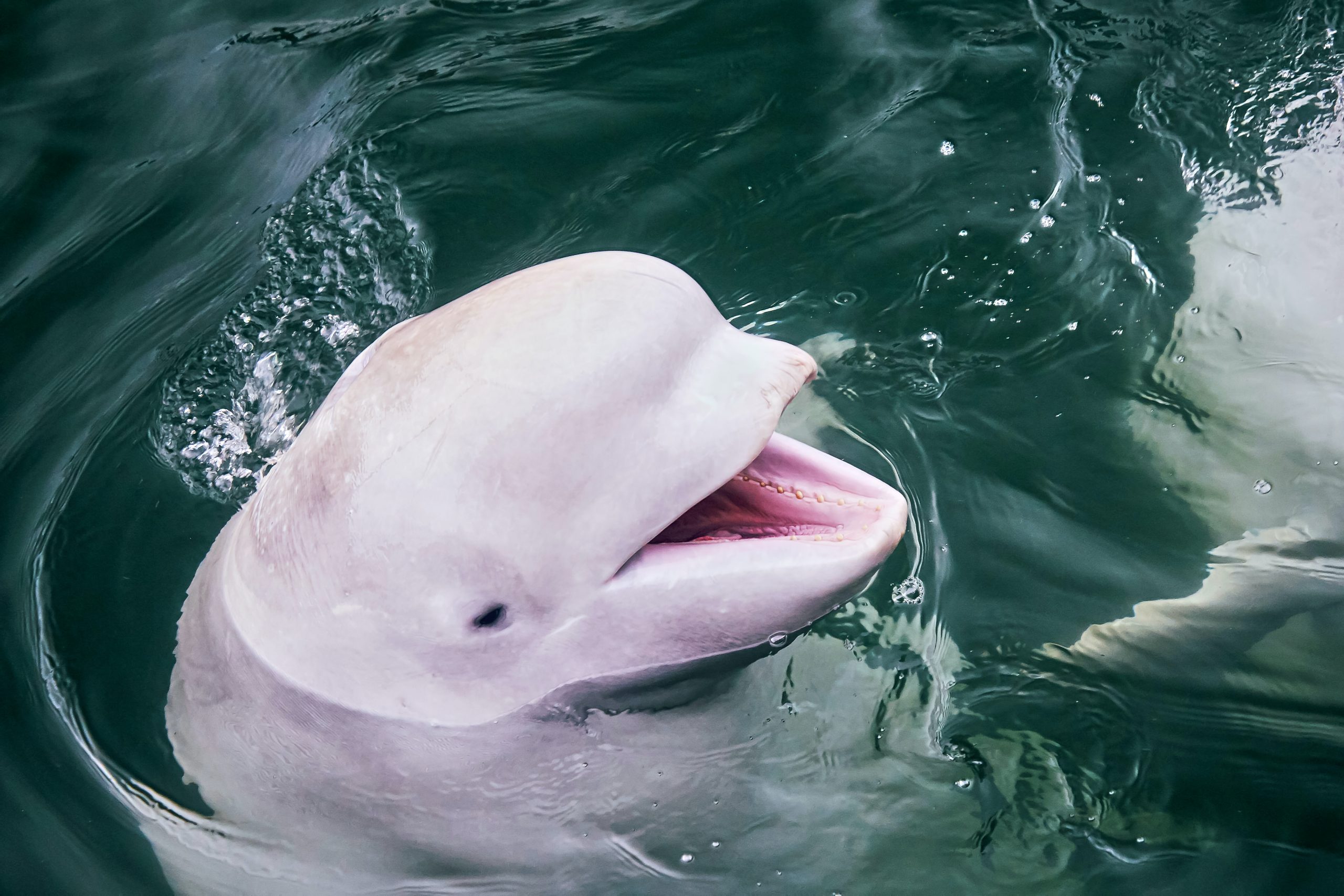 Russian Beluga whale shows up in Norway