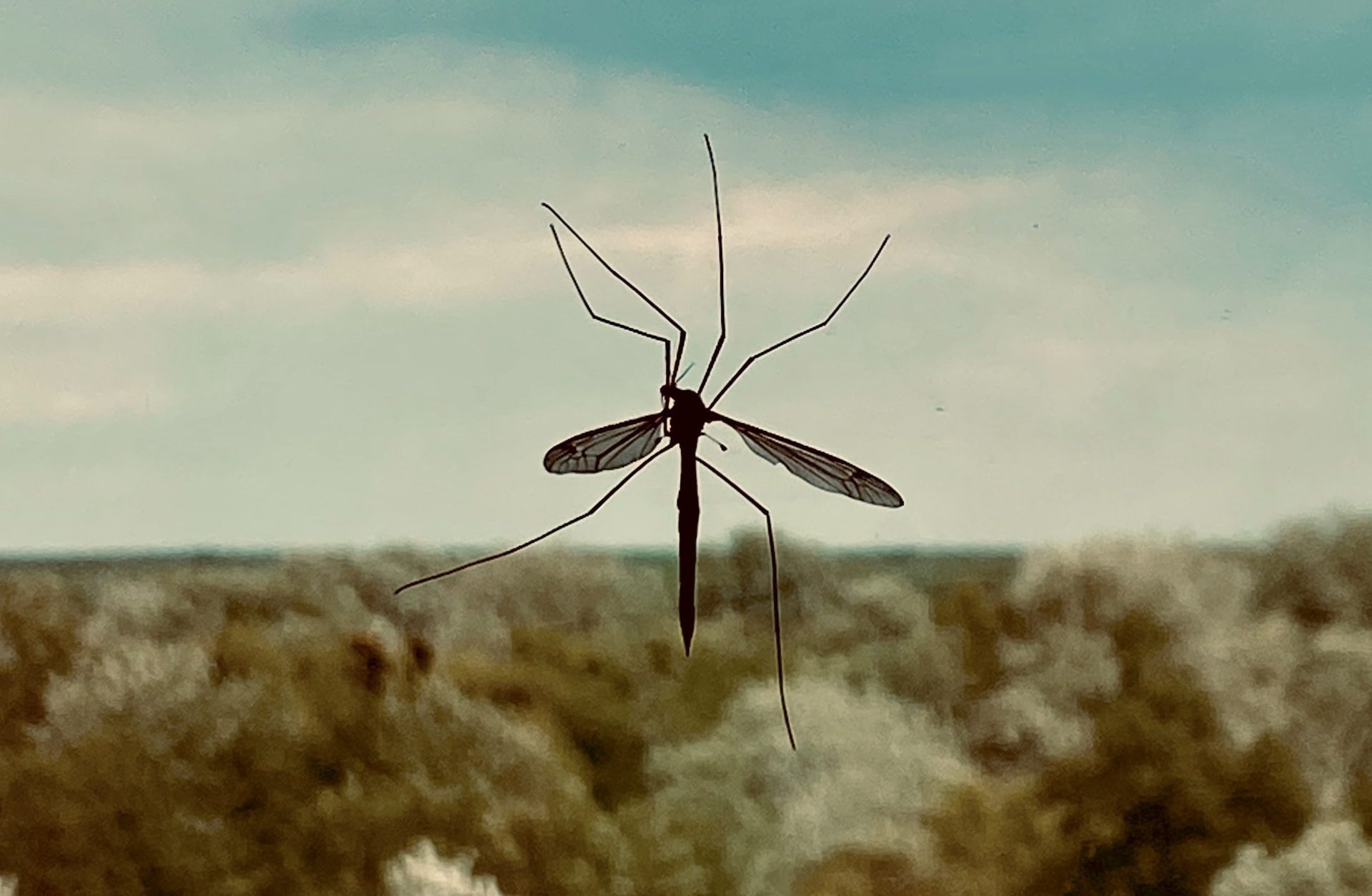 Picnic pests: some people really are ‘mosquito magnets’